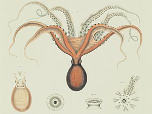 Enteroctopus megalocyathus.jpg