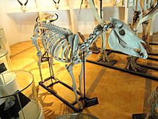 Equus burchelli - Kunming Natural History Museum of Zoology - DSC02371