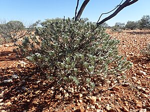 Eremophila spathulata (habit no flowers)