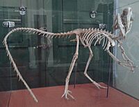Esqueleto de Santanaraptor MN 01.jpg