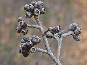 Eucalyptus desmondensis fruit (2)