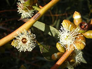 Eucalyptus gracilis 1c