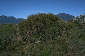 Eucalyptus pachyloma.jpg