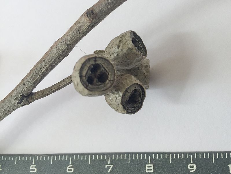 Eucalyptus sieberi - fruit