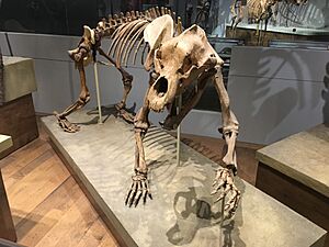 FMNH Cave Bear.jpg