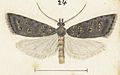 Fig 24 MA I437621 TePapa Plate-XXII-The-butterflies full (cropped)