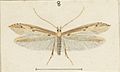 Fig 8. MA I437895 TePapa Plate-XXXIV-The-butterflies full (cropped)