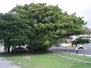 Fig Tree, Gladstone (2009).jpg