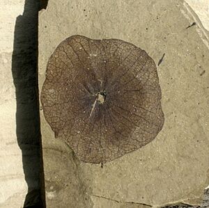 Florissantia species SRIC 01
