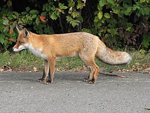 Fuchs Profil