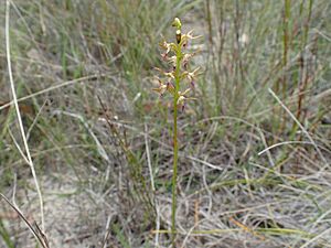 Genoplesium fimbriatum habit