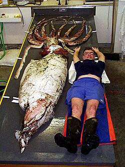 Giant squid with Clyde Roper