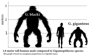 Gigantopithecus v human v1