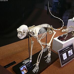 Golden snub-nosed monkey skeleton