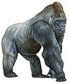 Gorila de llanura occidental. Gorilla gorilla - Blanca Martí de Ahumada (white background)