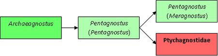Gradogram Pentagnostus