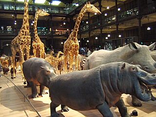 Grande galerie evolution - musee histoire naturelle