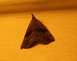 Gray-edged Bomolocha Moth (Hypena madefactalis) in South Knoxville, Tennessee.jpg