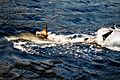 Great white shark 1001