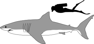 Illustration showing a shark and a human diver. The shark is about three times longer than the human.