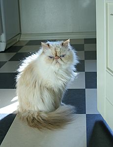 cream point himalayan cat