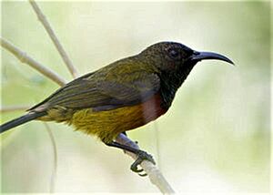 Humblot’s sunbird.jpg