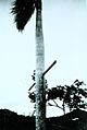 Hurricane winds drive a 10-foot 2X4 through a palm tree