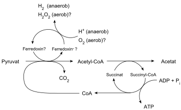 Hydrogenosom