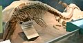 Ichthyosaurus Smithsonian