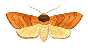 Illustrations of Exotic Entomology Petasia Ministra.jpg