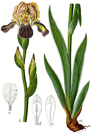 Iris sambucina Sturm55