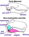 Jaw joint - mammal n non-mammal