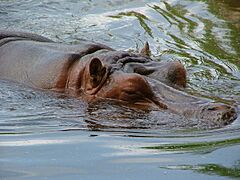 KC Zoo ^10 - Flickr - Trinity