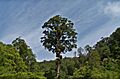 Kaitoke Tree