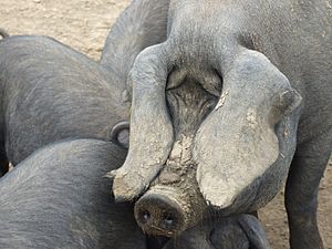 Large Black pig close-up
