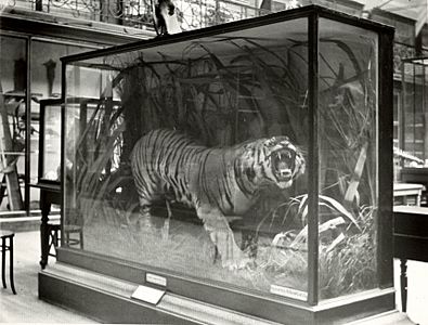 Leeds Tiger in original glass case (1)