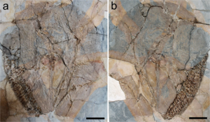 Lessiniabatis fossil