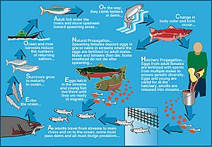 Life cycle of Pacific salmon