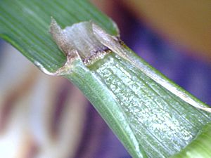 Ligule of crested dogstail