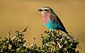 Lilac Roller