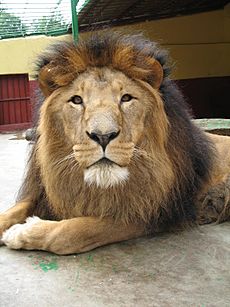 Lion zoo Addis Ababa