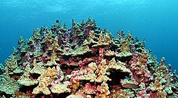 Lisianski coral lrg