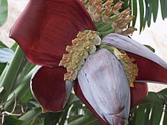 M. acuminata x balbisiana