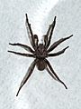 Male Sydney brown trapdoor spider