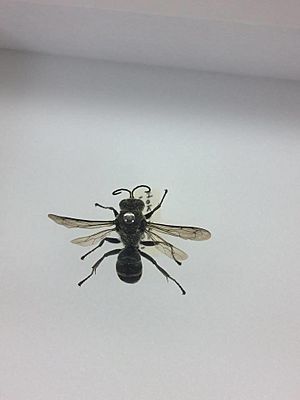 Mason wasp.jpg