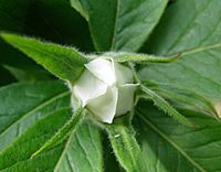 Flower bud showing petals and sepals