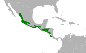 Morococcyx erythropygus map.svg