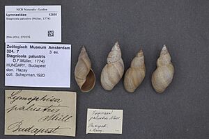 Naturalis Biodiversity Center - ZMA.MOLL.372076 1 - Stagnicola palustris (Müller, 1774) - Lymnaeidae - Mollusc shell