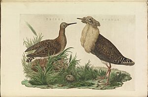 Nederlandsche vogelen (KB) - Philomachus pugnax (028b)