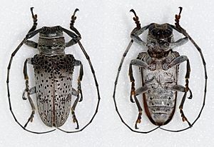 Oncideres cephalotes (25898431373).jpg